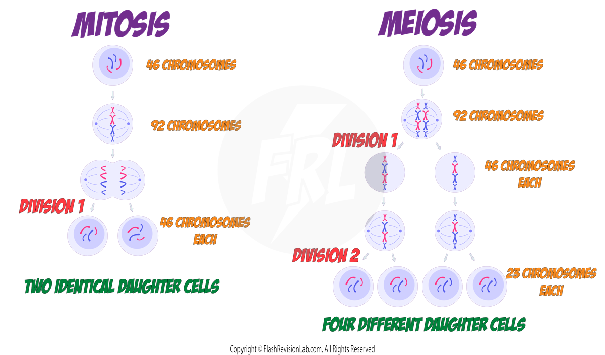 Mitosis and Meiosis